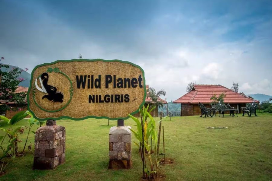 nilgiri