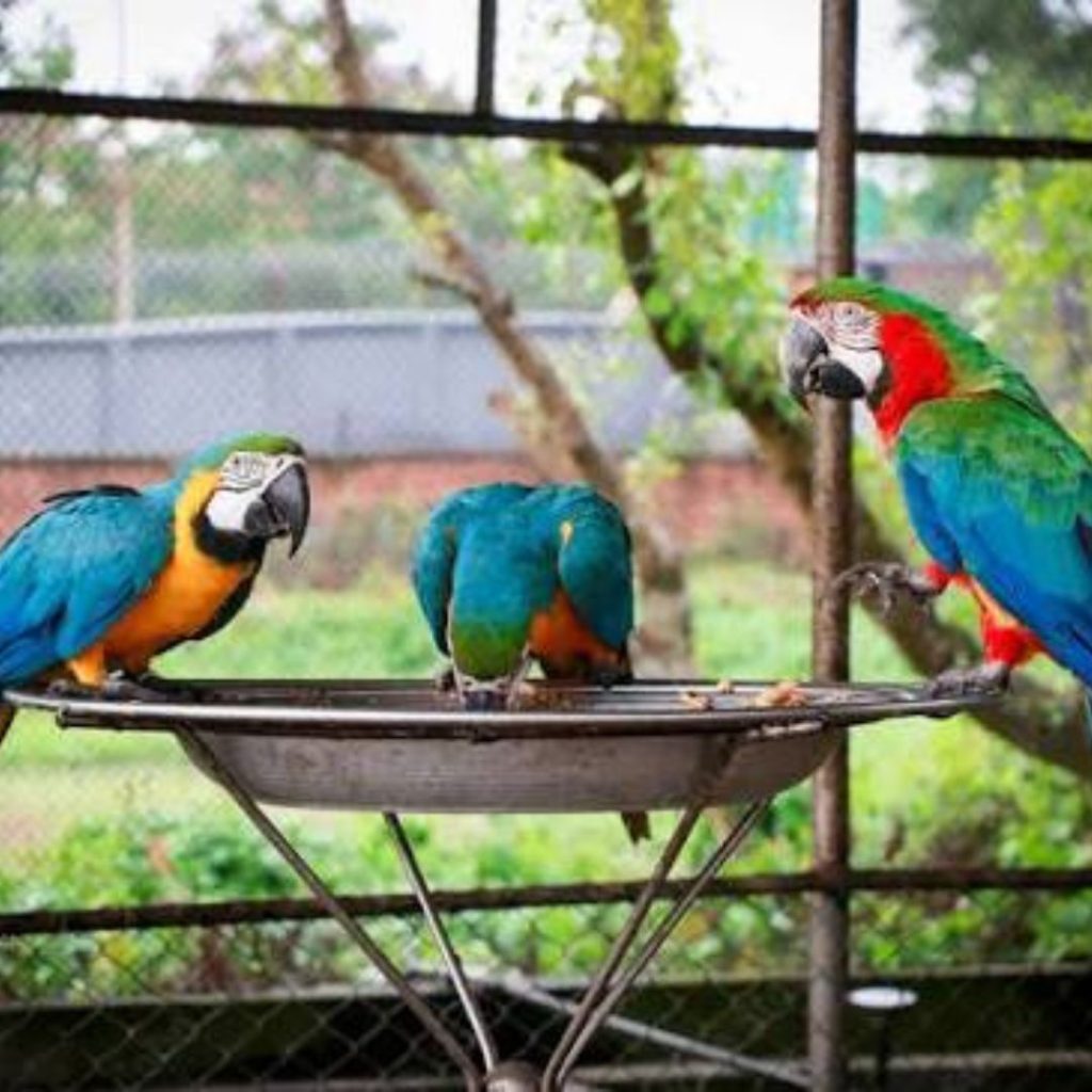 safari park