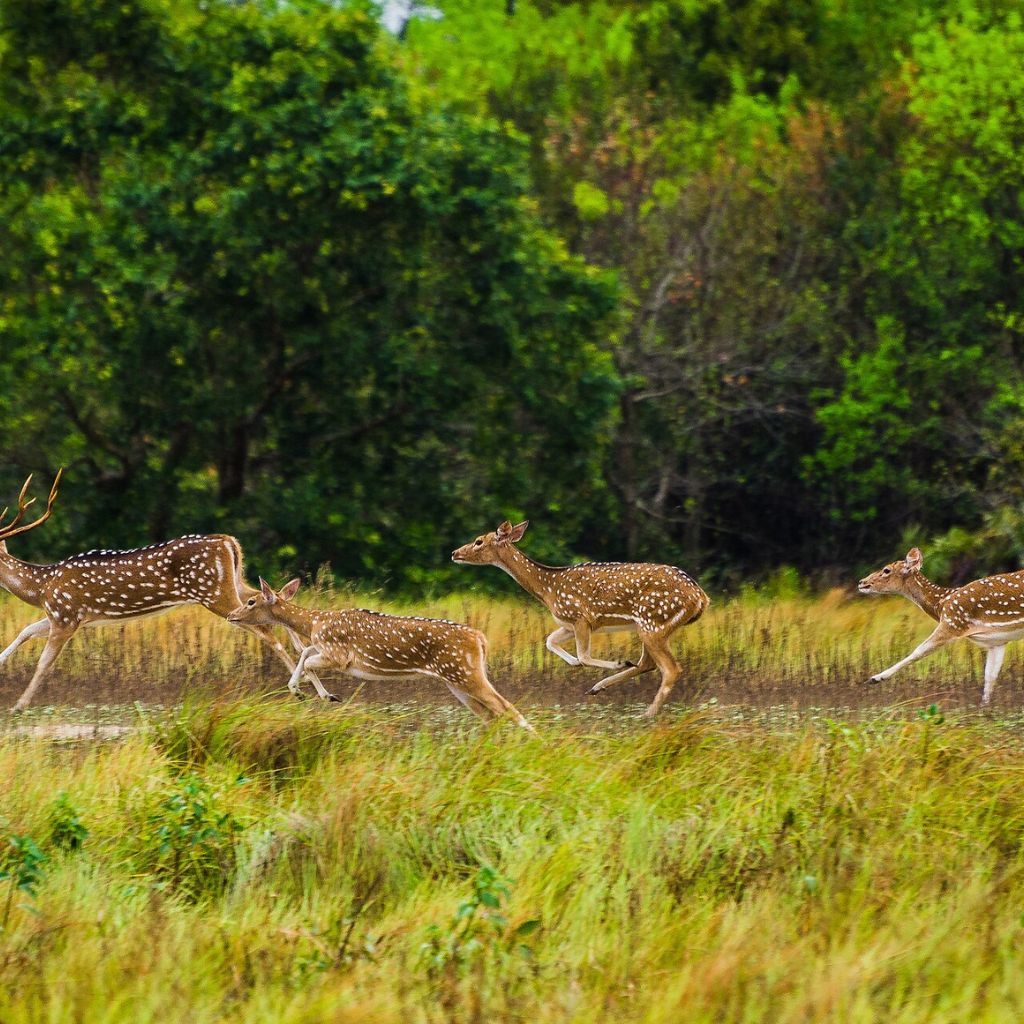 sundarban