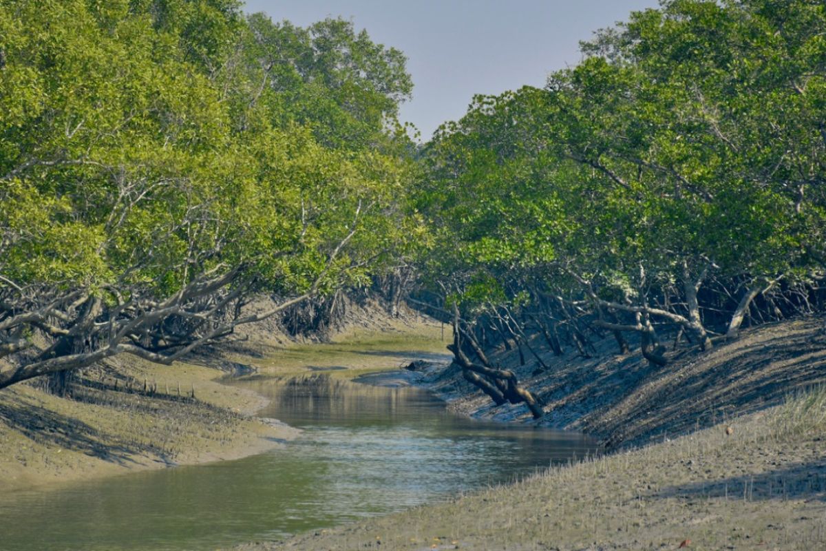 sundarban