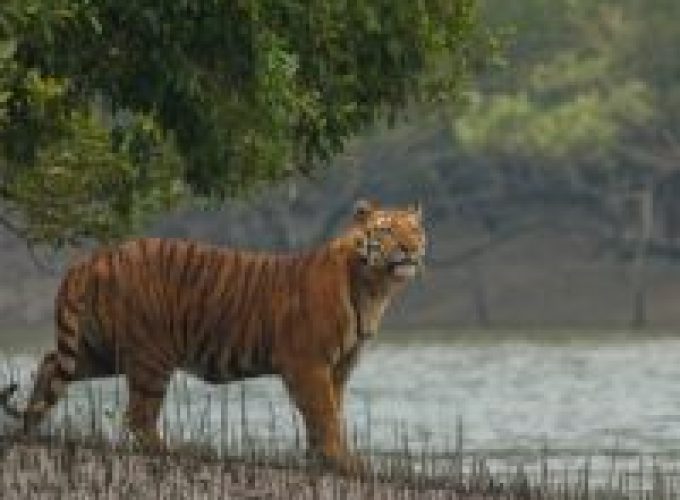 sundarbans