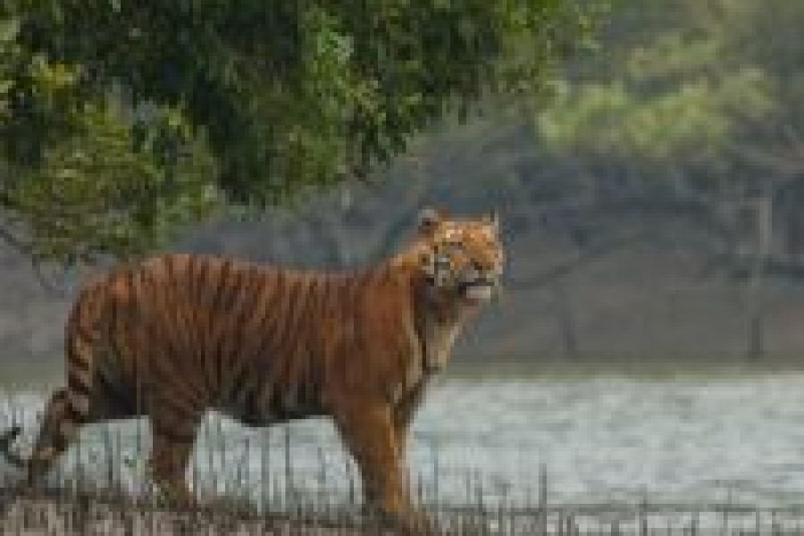 sundarbans