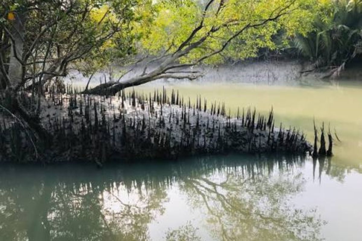 sundarban